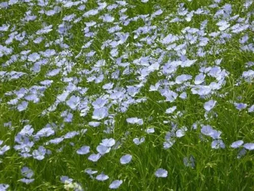 lein-bluete Leinfeld in Blüte
